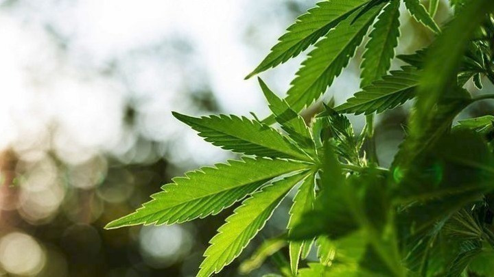 Αποκάλυψη: Αστυνομία εντοπίζει φυτεία κάνναβης με 2.000 δενδρύλλια στην Κορινθία