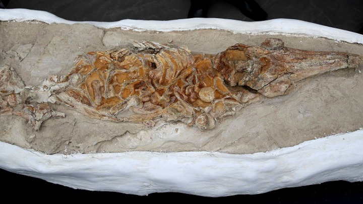 Ανακάλυψη: Απολίθωμα προϊστορικού δελφινιού 12 εκατομμυρίων ετών στο Περού