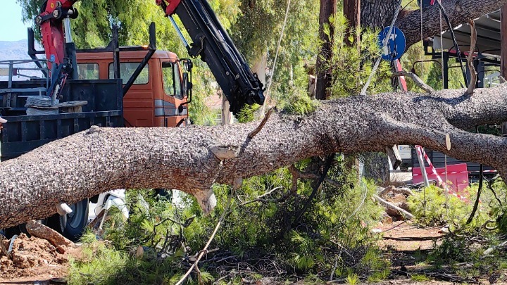 Ανακοίνωση Δήμου Αθηναίων: Πτώση Δέντρων λόγω Ισχυρών Ανέμων