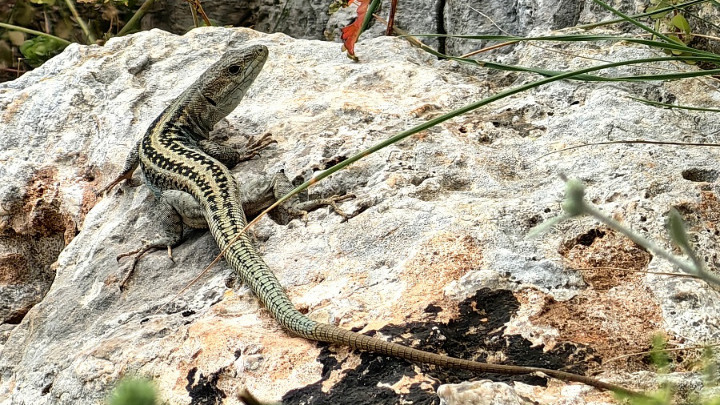 Ανακάλυψη νέων ειδών στην ελληνική βιοποικιλότητα
