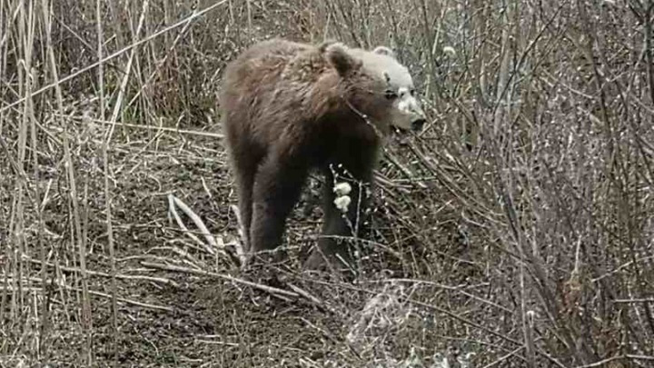 Τραυματισμός Ισπανού από Αρκούδα σε Τουριστικό Χωριό της Ιαπωνίας