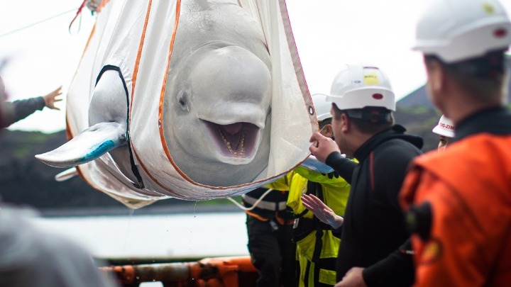 Απειλή για ευθανασία φαλαινών σε υδάτινο πάρκο του Καναδά