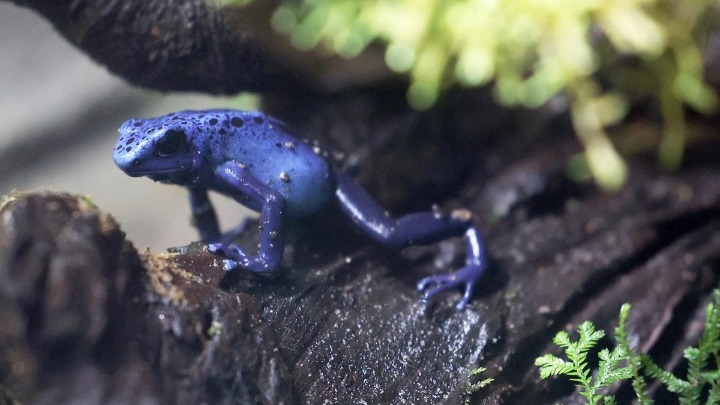 Ανακαλύφθηκε νέο είδος βατράχου στην Περουβιανή Αμαζονία
