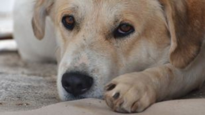 Νέο Σήμα Φιλικό προς τα Ζώα Συντροφιάς: Τα Κριτήρια και οι Προϋποθέσεις