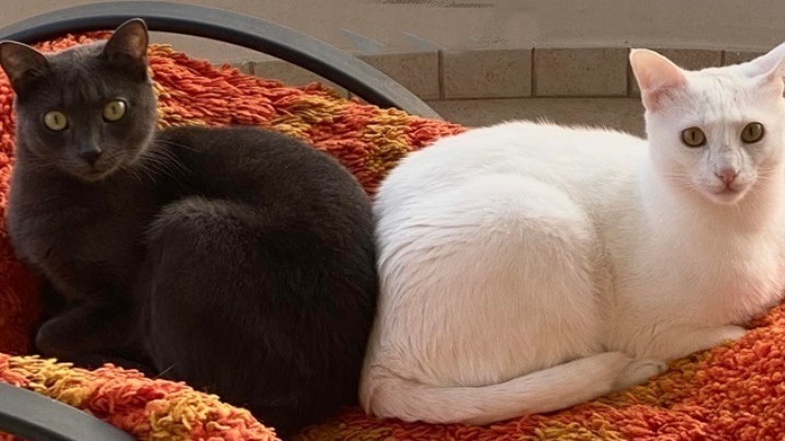 Απαγόρευση υιοθεσίας μαύρων γατών πριν το Χάλογουιν