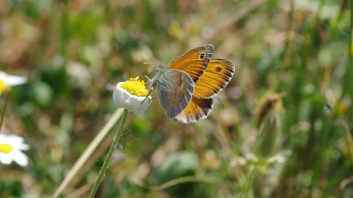 Μελέτη από τα Ιωάννινα αναδεικνύει τη βιοποικιλότητα των πεταλούδων