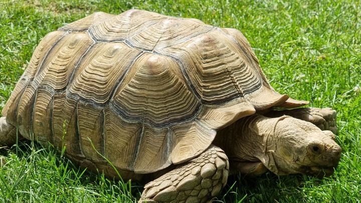 Επέκταση του Κέντρου Διάσωσης Χελωνών στη Βουλγαρία