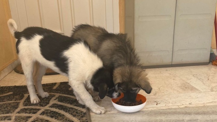 Προστατεύω τα ζώα, προστατεύω τους ανθρώπους