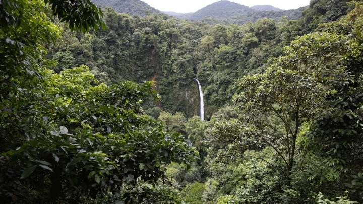 Η Ανησυχητική Κατάσταση των Δασών στον Κόσμο