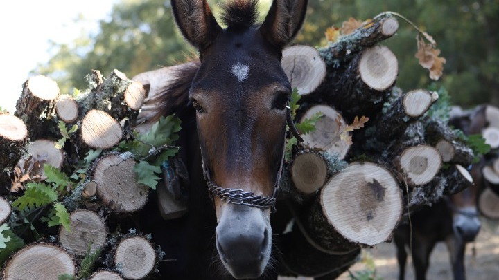Υλοτόμοι στον Βόιο: Η αναγκαιότητα της χρήσης μουλαριών για τη μεταφορά ξύλου