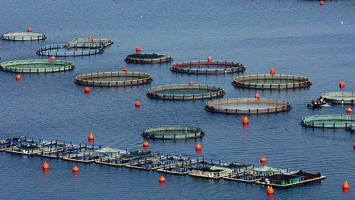 Θεσμικά εγκλωβισμένος ο κλάδος των ιχθυοκαλλιεργειών