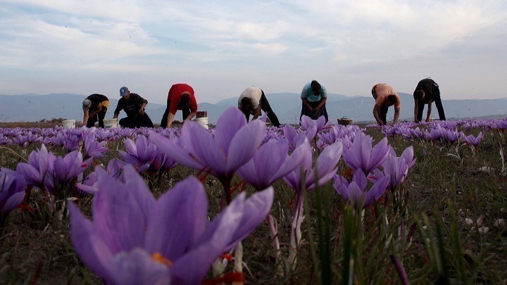 Ανησυχία στους καλλιεργητές του Κρόκου στην Κοζάνη λόγω των αλλαγών του Κλίματος