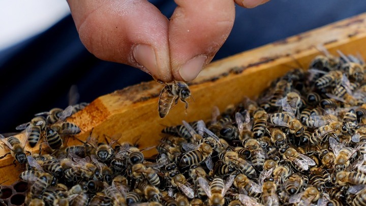 Ανακάλυψη νέας διαβολικής μέλισσας στη Δυτική Αυστραλία