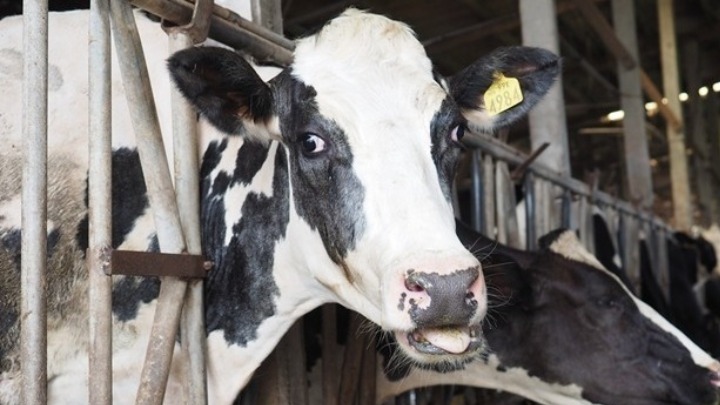 Τραγωδία στη Θάλασσα: Αγελάδες Πεθαίνουν στο Πλοίο της Τουρκίας