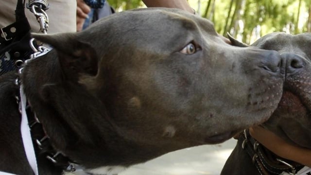 Συγκλονιστική επίθεση πίτμπουλ σε δίχρονο αγοράκι στη Ζάκυνθο