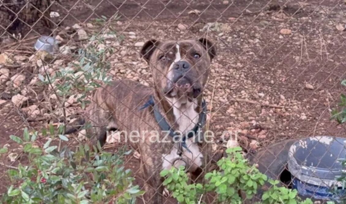 Συγκλονιστική τραγωδία στη Ζάκυνθο: 2χρονο αγόρι νεκρό από επίθεση σκύλου